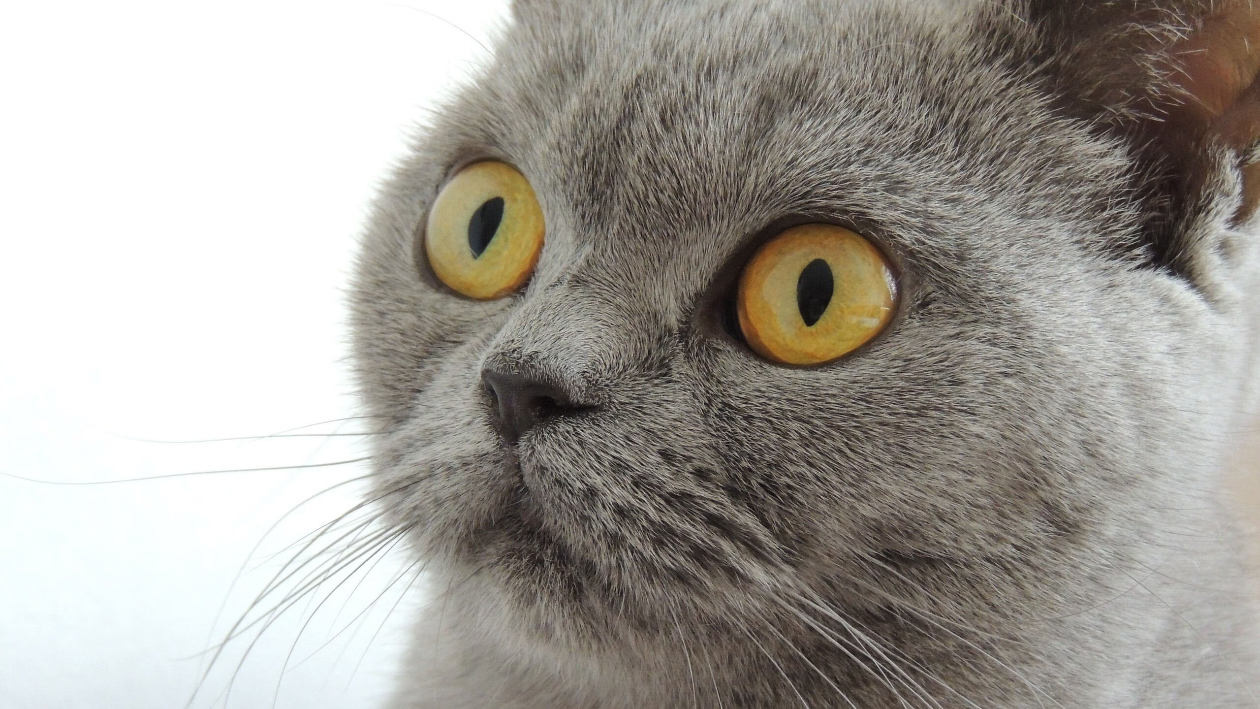 KAIYUN 中国大陆-_快船迎战强敌，全队拼搏只为胜利_，快船队百度百科